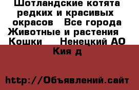 Шотландские котята редких и красивых  окрасов - Все города Животные и растения » Кошки   . Ненецкий АО,Кия д.